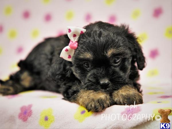 breeders Picture 3